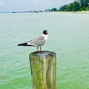 Meet your Posher, Kerri